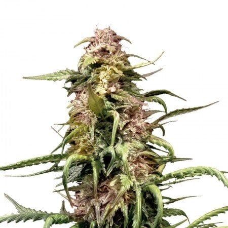 Orange Crush