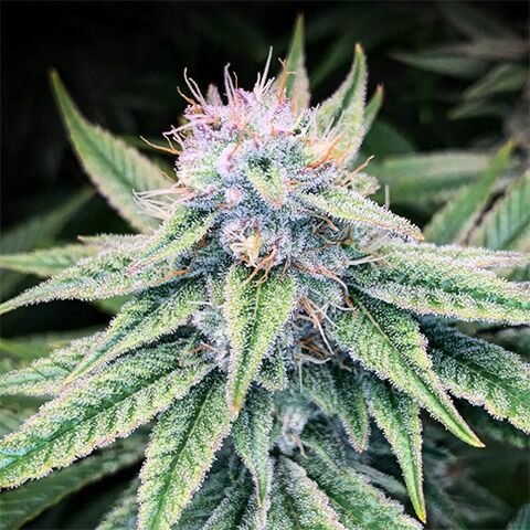 Blood Diamond OG