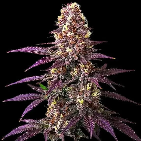 Blueberry Feminized