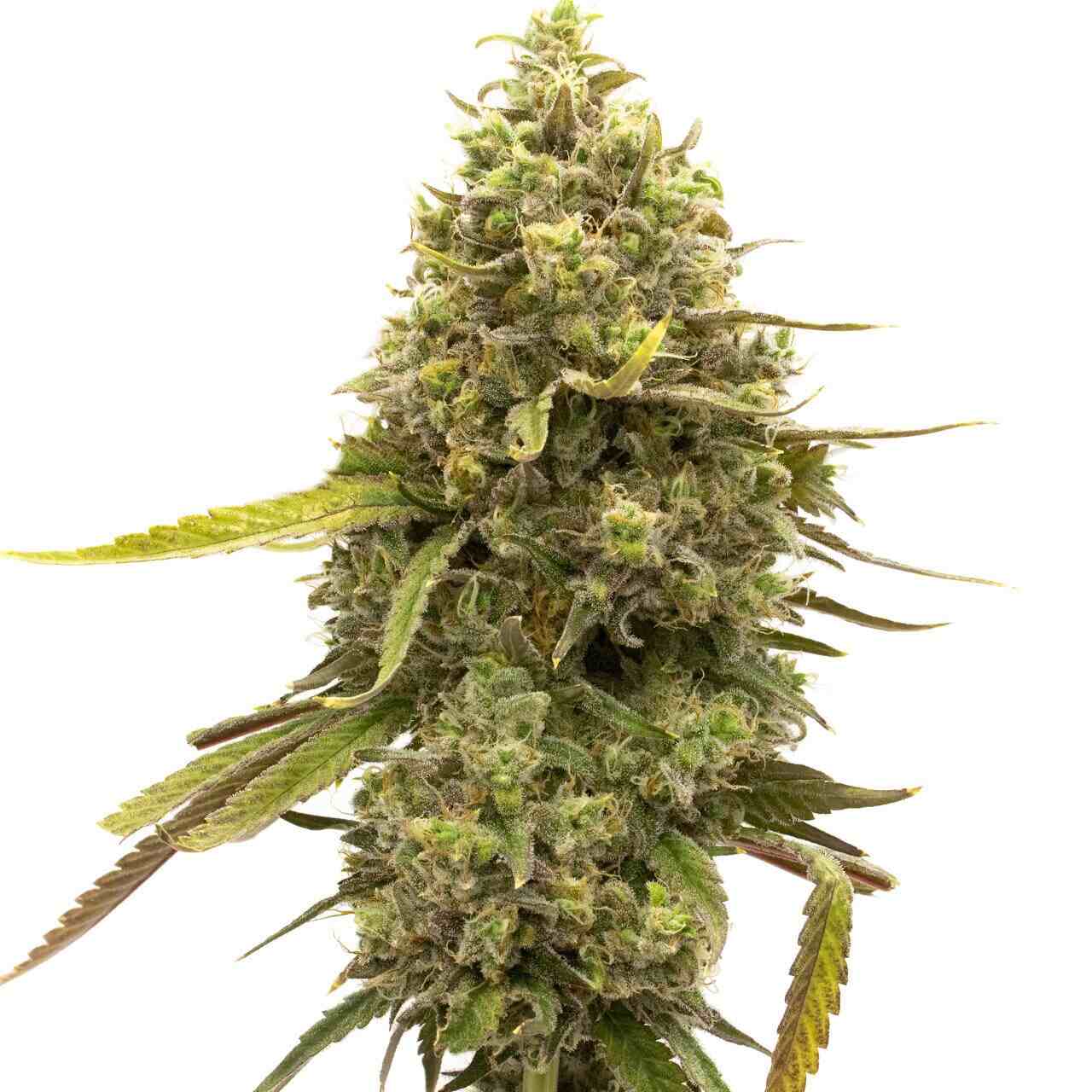 Cherry AK-47 Feminized