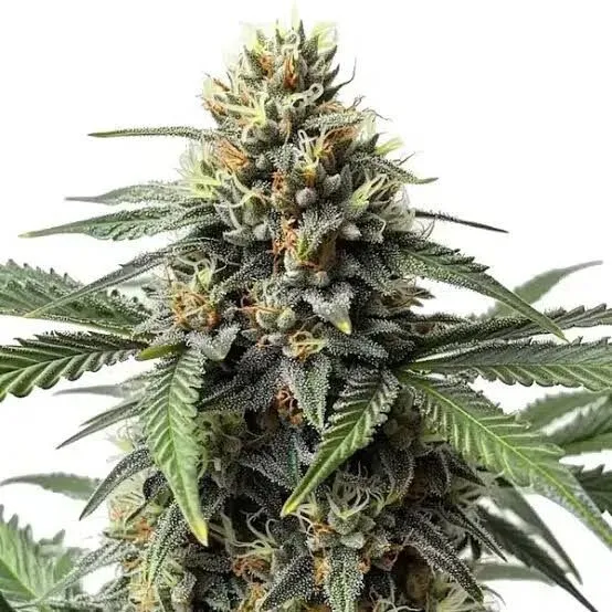 Critical 47 Feminized