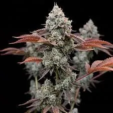 Donny Burger Feminized