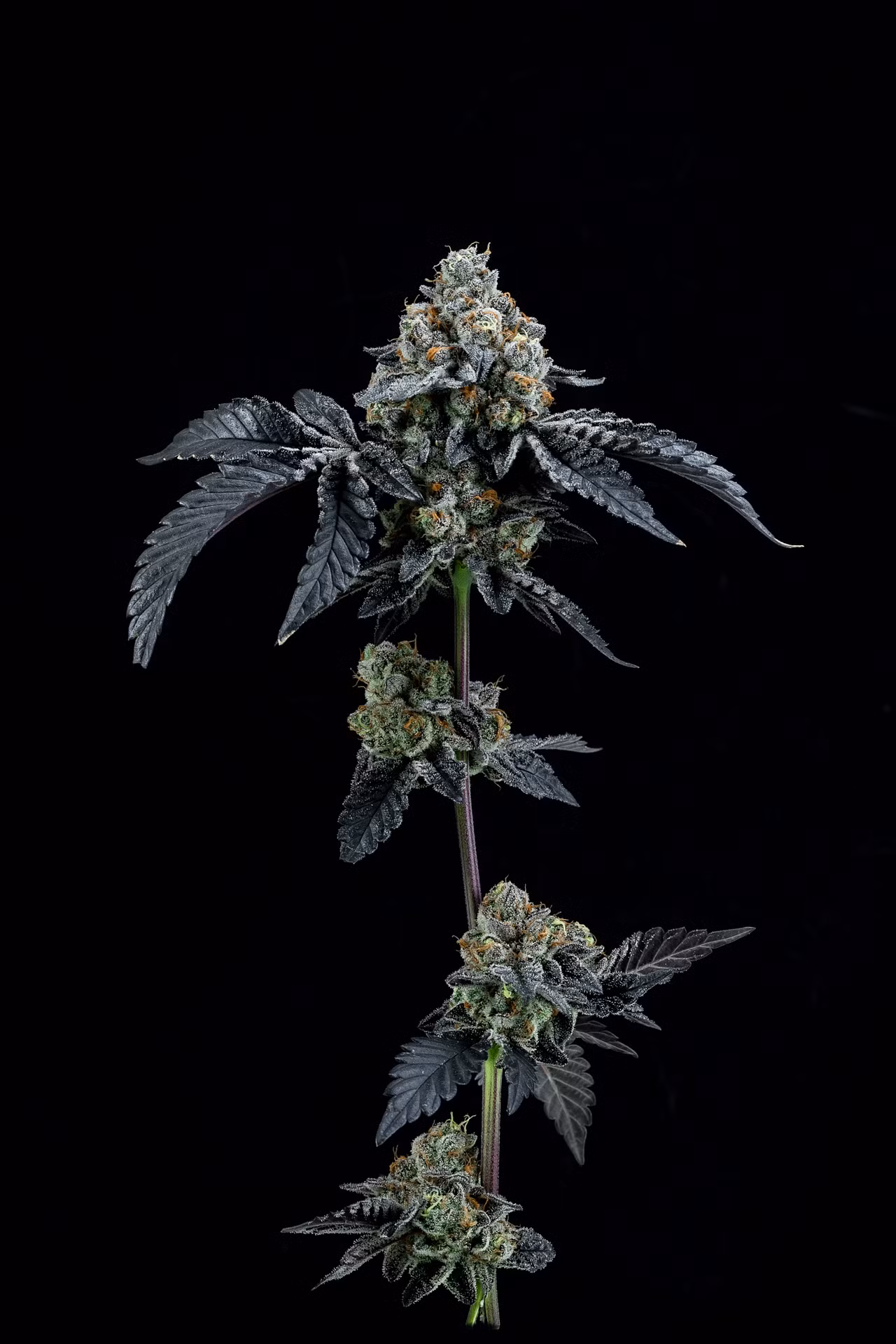animal cookies