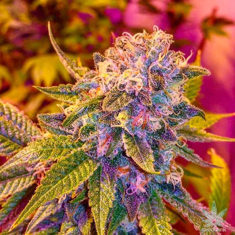 Blue Haze