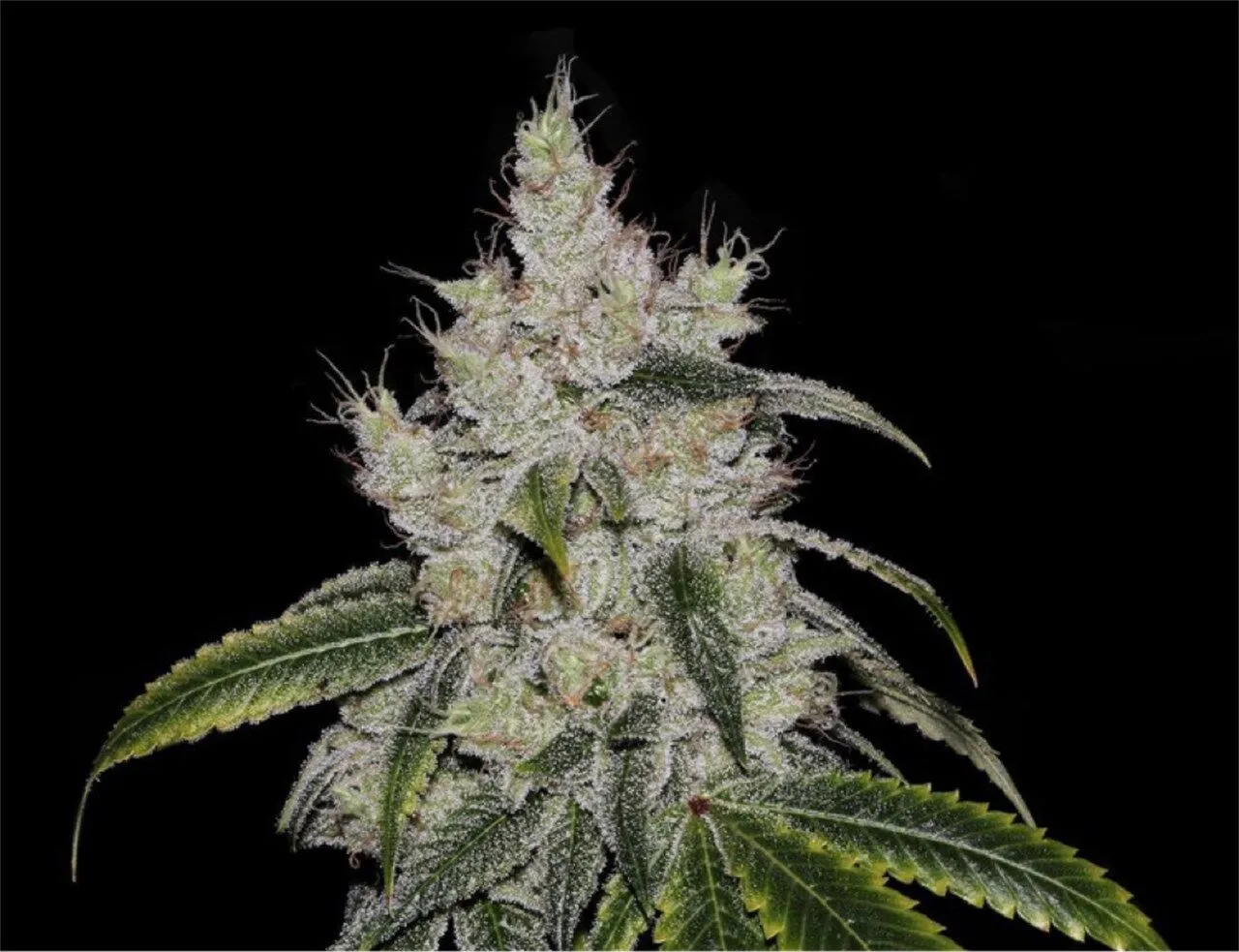 Chiquita Banana