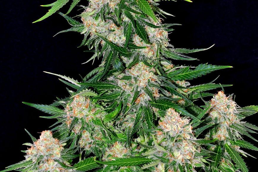 Critical +