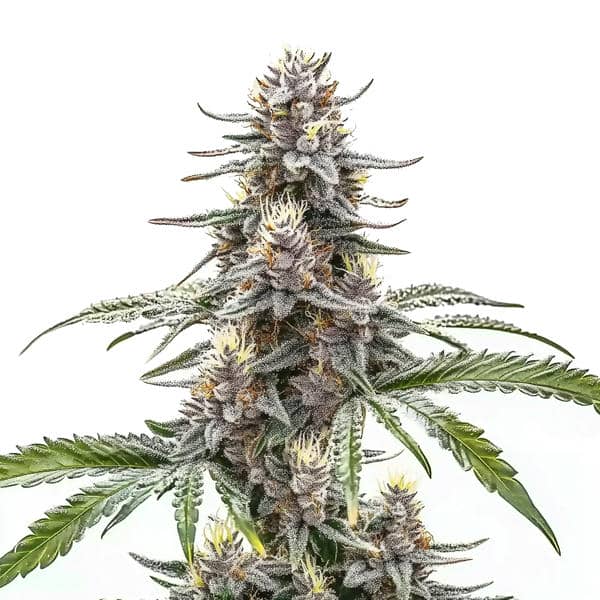 Cannatonic Feminized