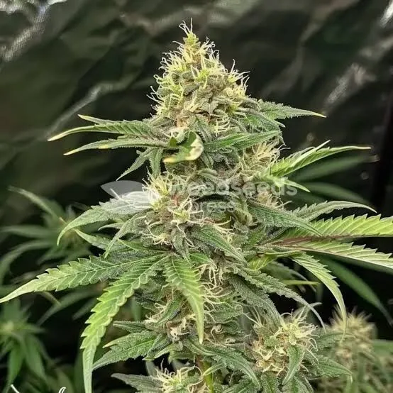 Critical Mass Auto