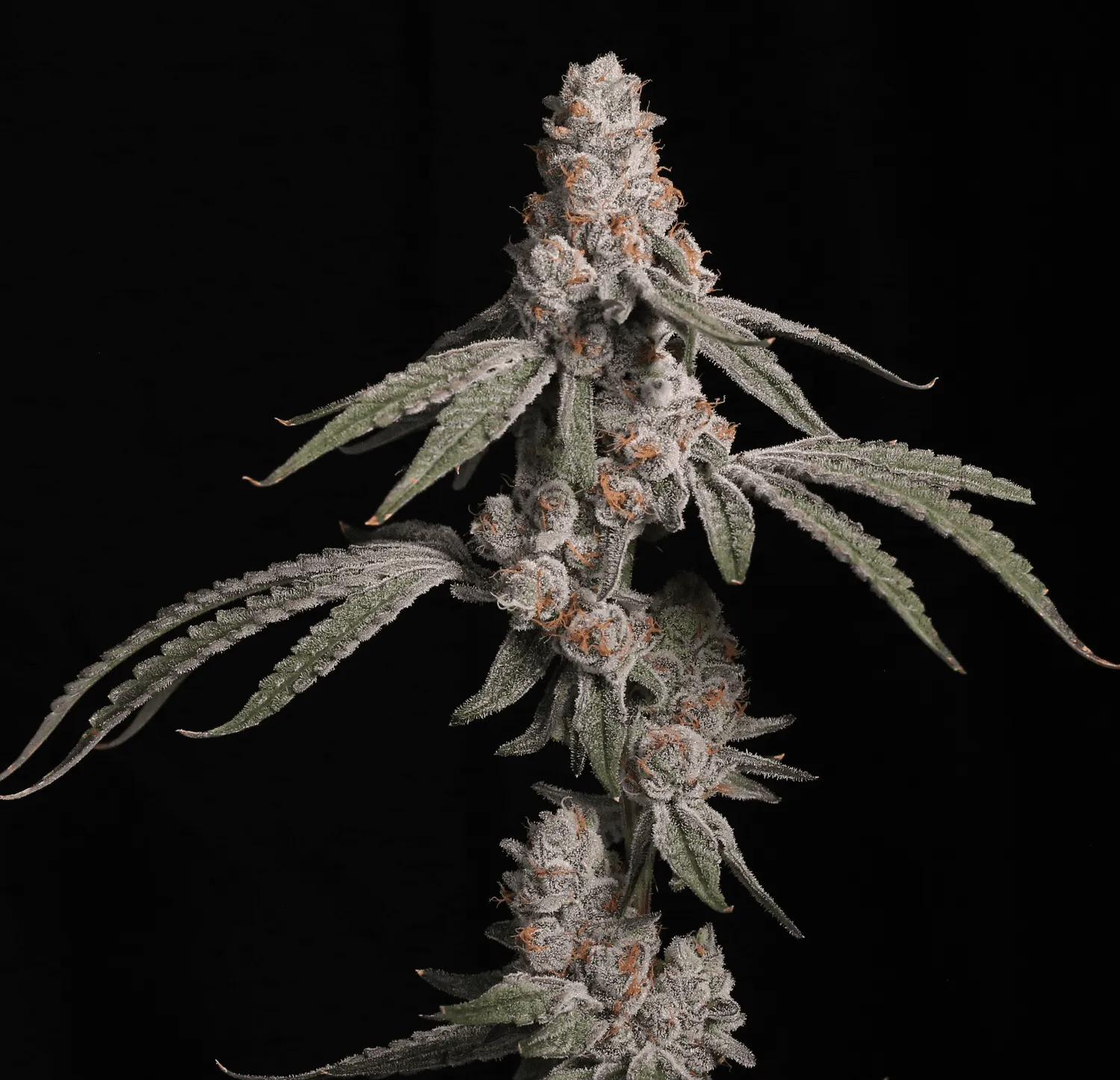 Platinum kush breath