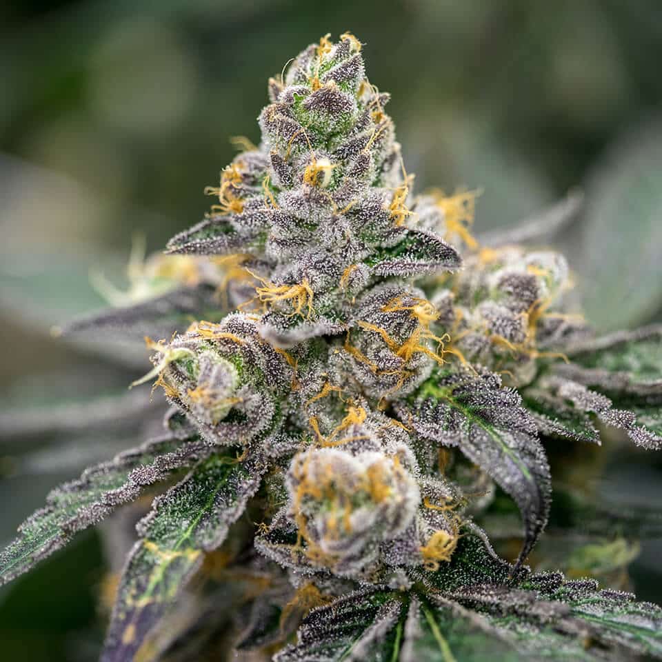 White Tahoe Cookies