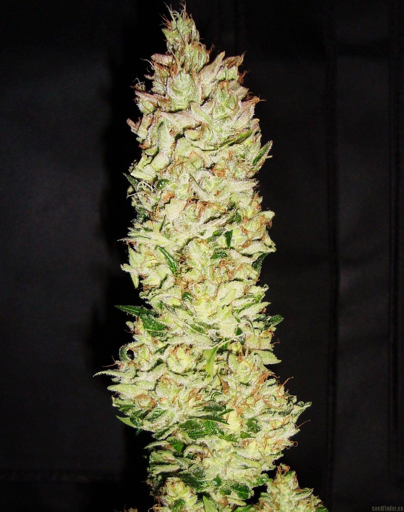 Northern Lights X Skunk