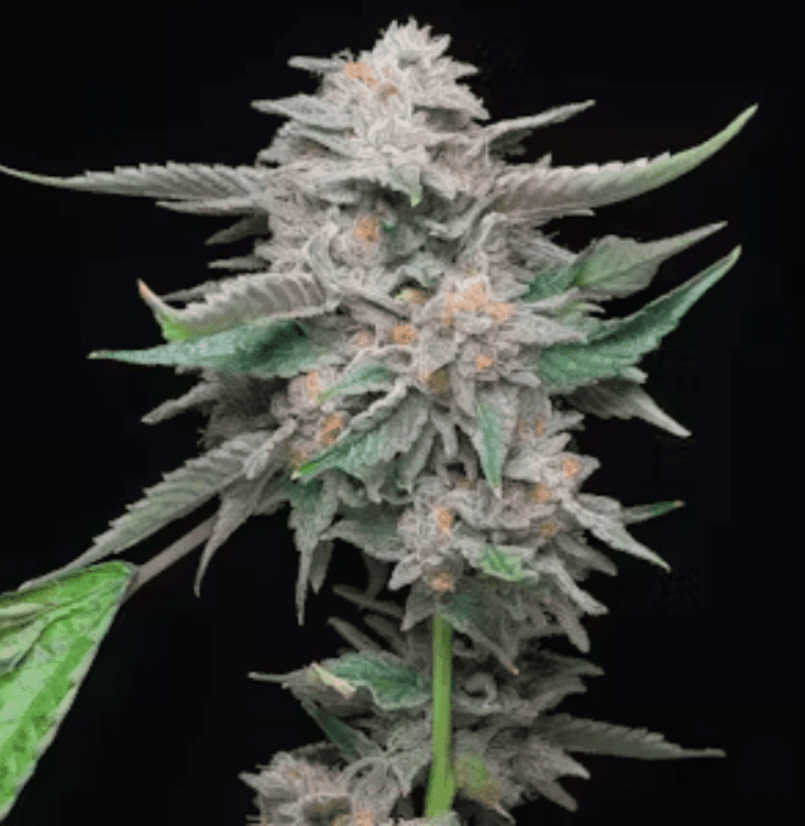 Platinum Lemon Cherry Gelato