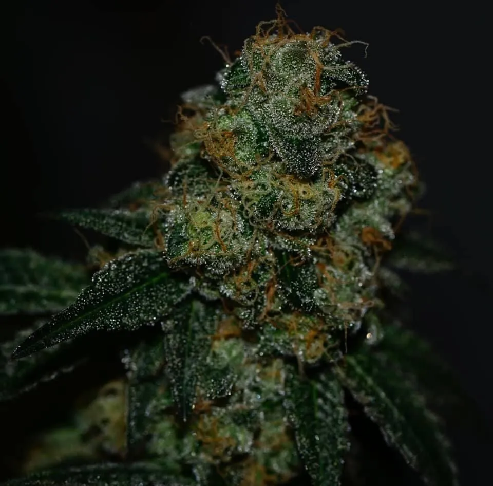 Octane Mints