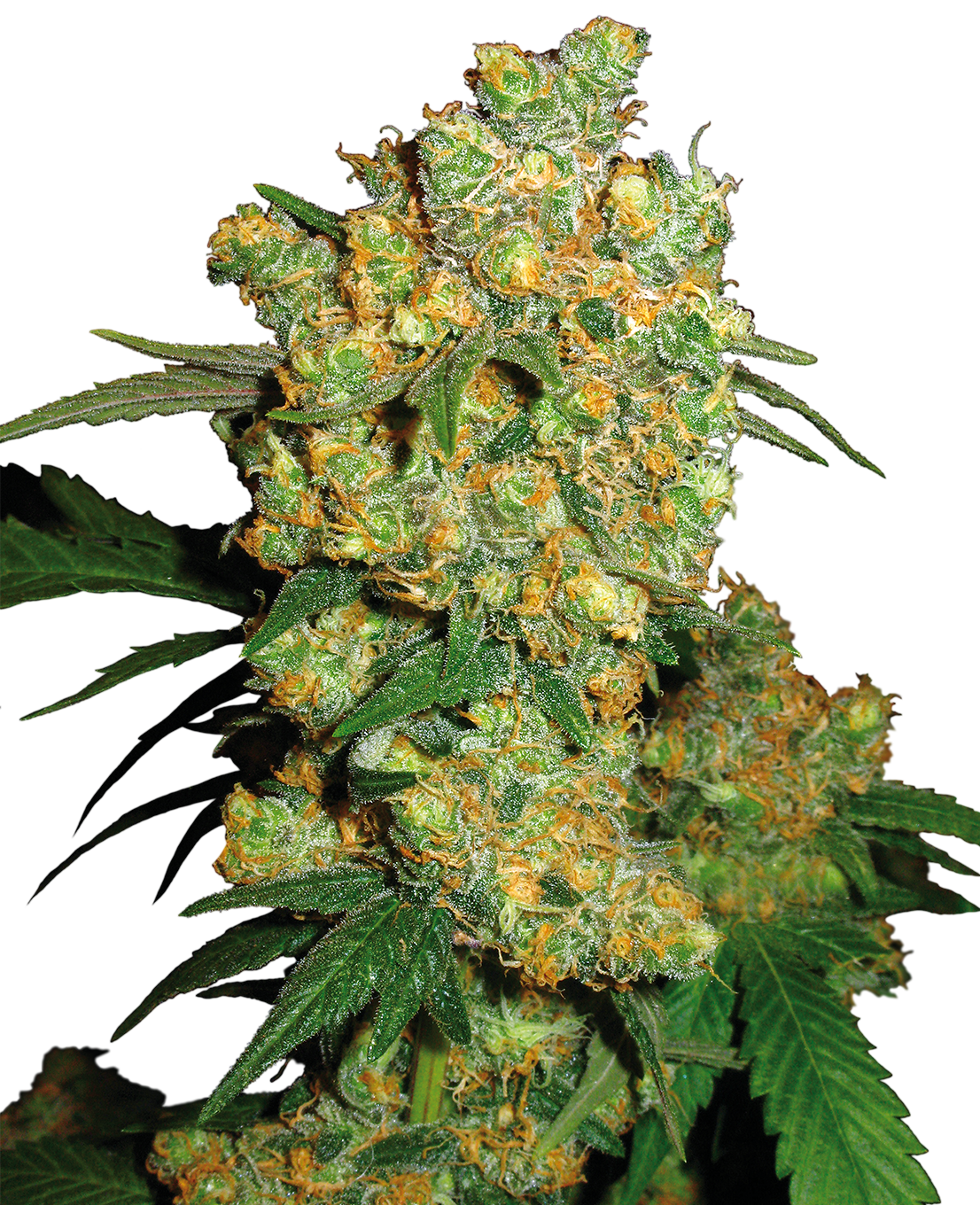 Big Bud