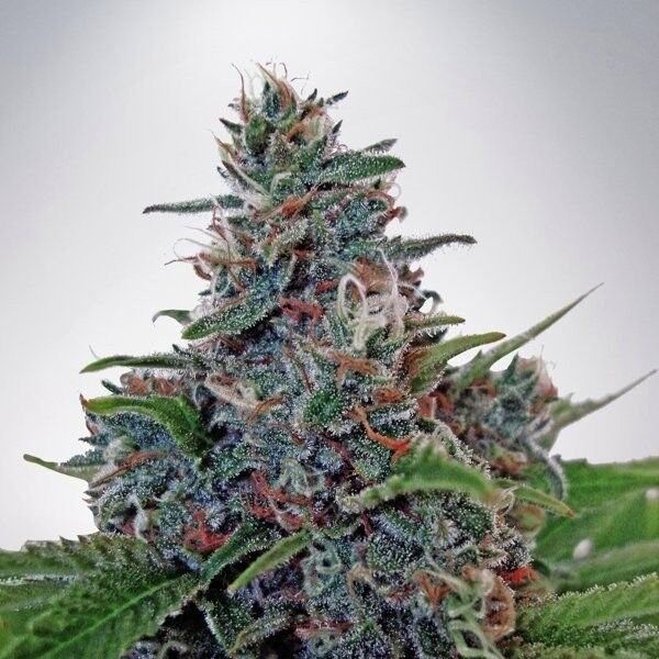 Blue Amnesia Auto