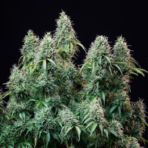 Amnesia Hypro Strain