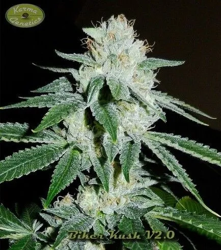 Biker Kush