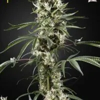 Super Lemon Haze