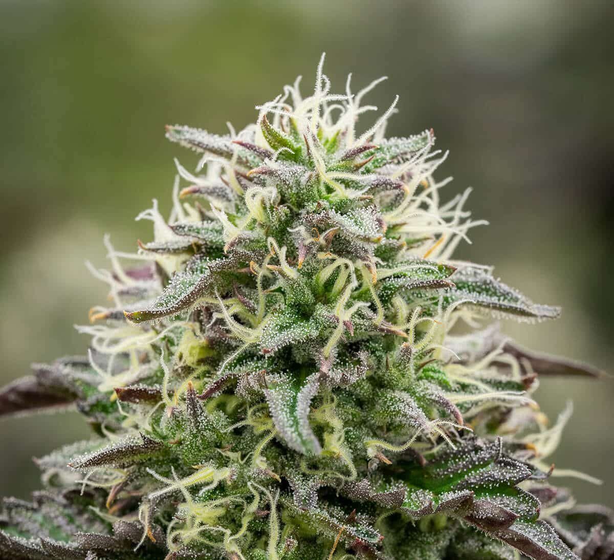 Candy Gelato Strain