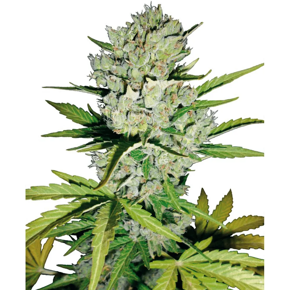 Carbon Skunk