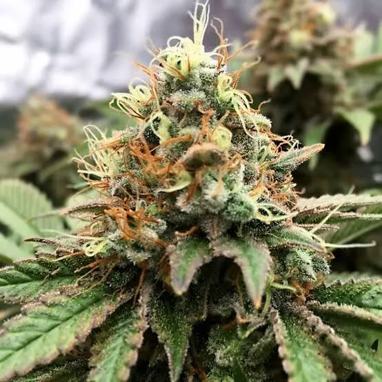 Great White Shark Feminized