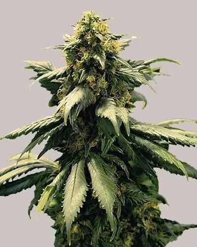 Harlequin Feminized