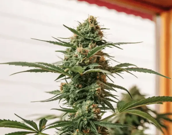 Grizzly Purple Kush Feminized