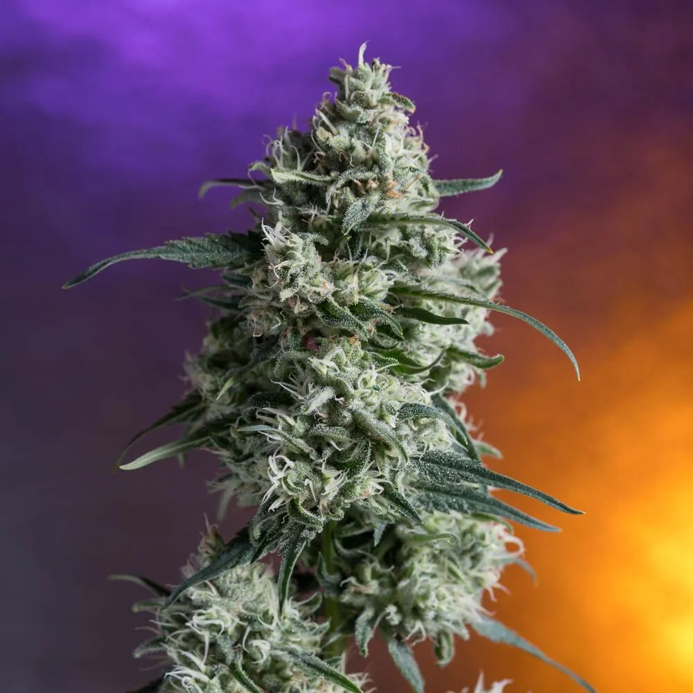 Durban Poison