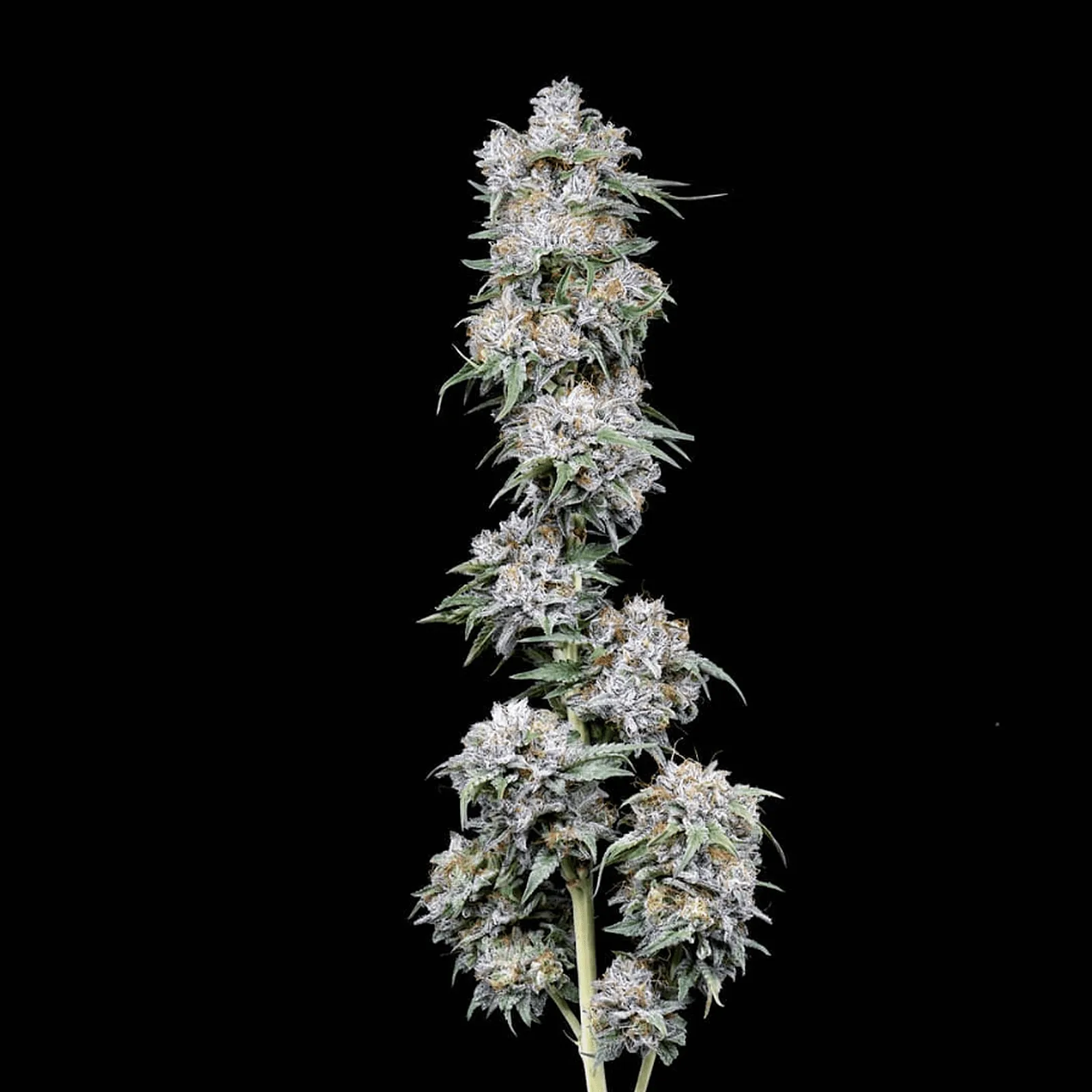 black cherry soda