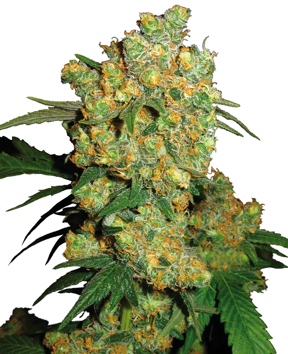 Big Bud