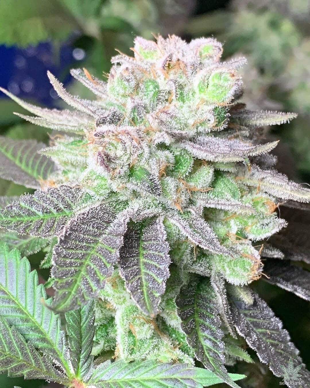 Blue Headband