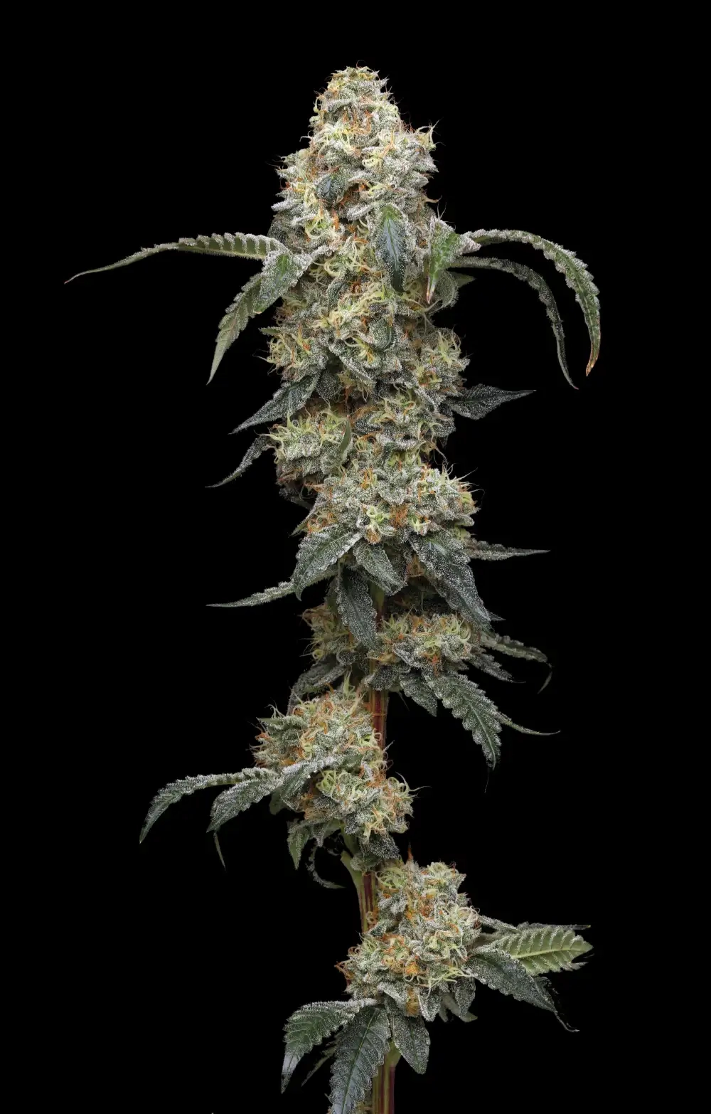 Farmers Daughter