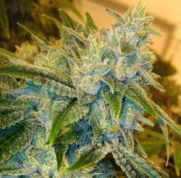 BTY OG
