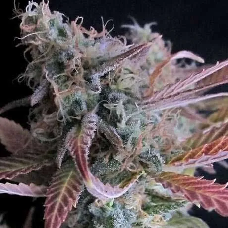 Chocolate Cough
