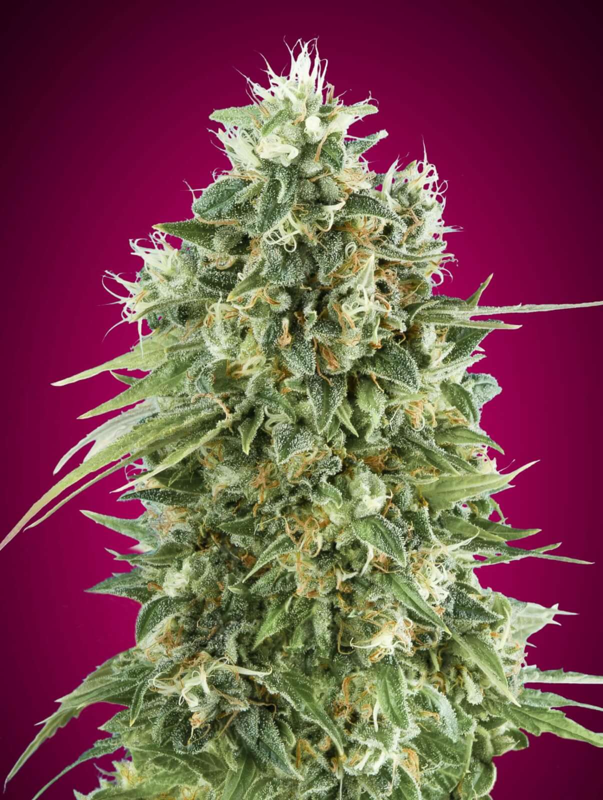 Bubble Gum
