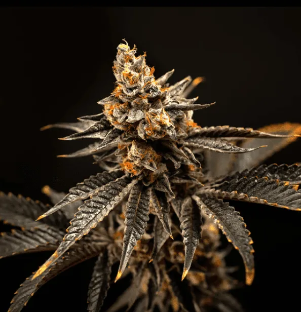 Cherry Gas Strain