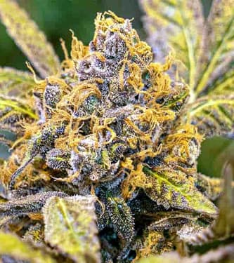 Highspeed