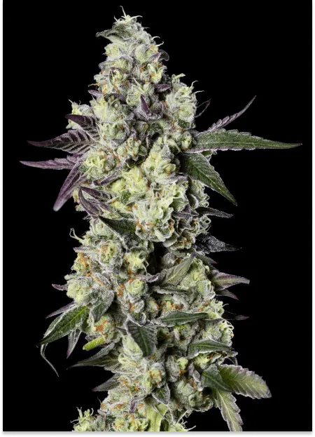 Gelato 33