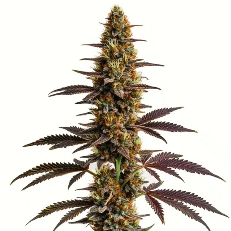 Platinum Girl Scout Cookies
