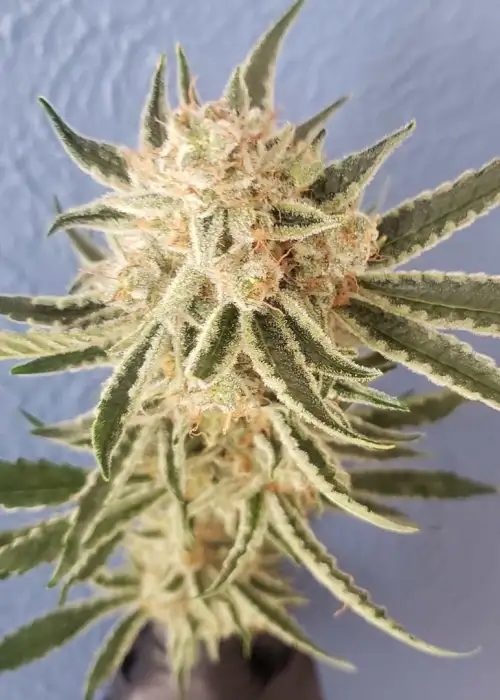 LEMON ALIEN BXZ
