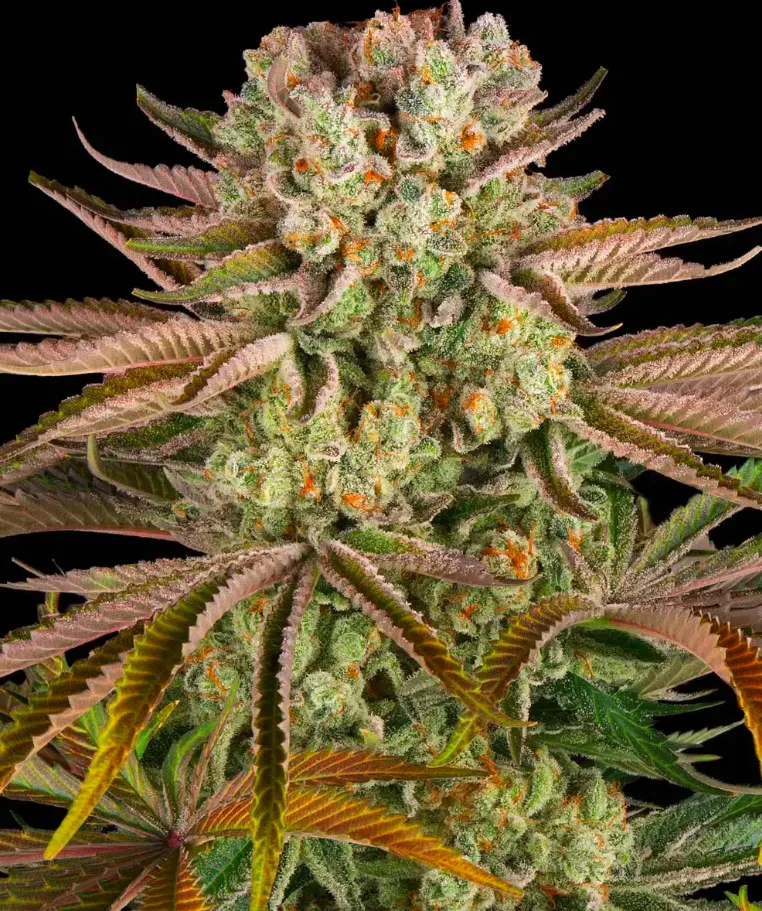 Pineapple Express