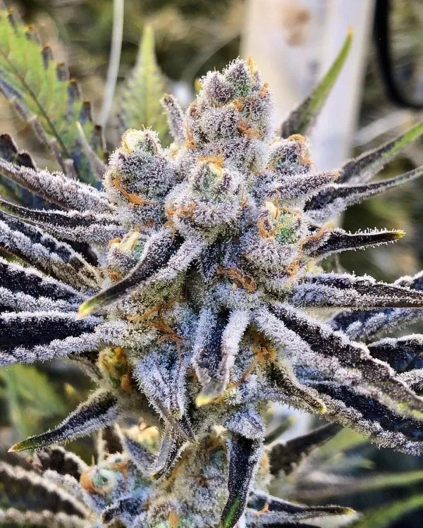 Platinum Punch