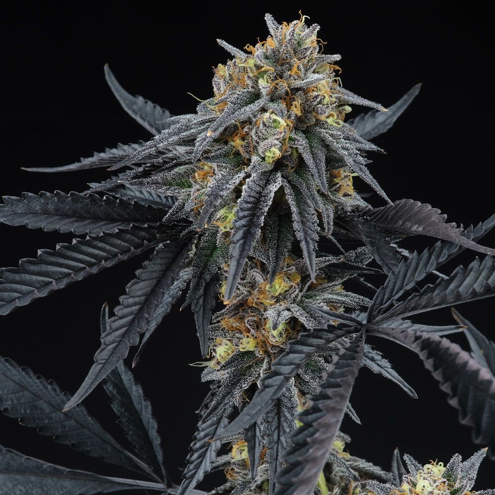 Sherbert OG