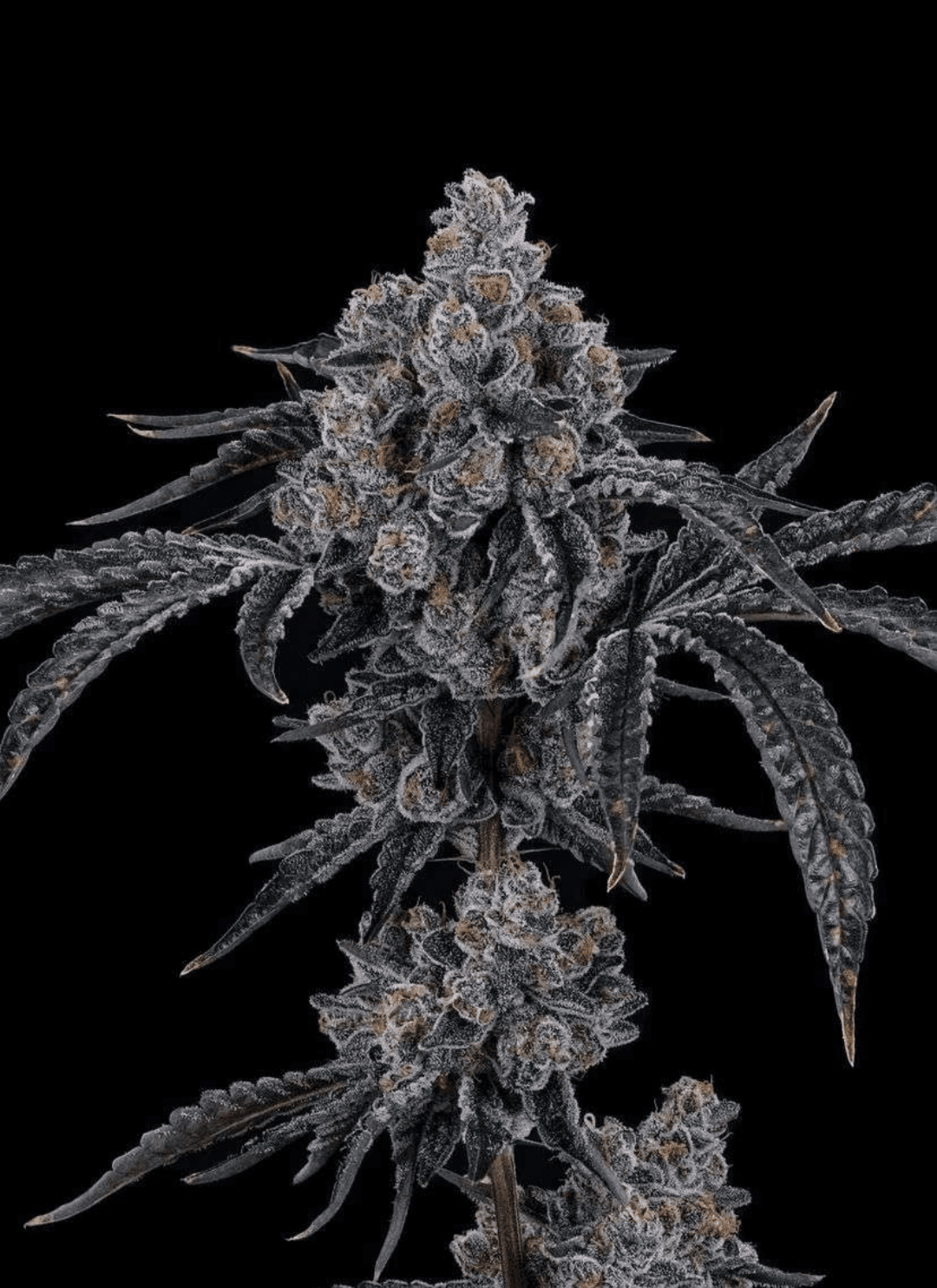 Dulce De Uva