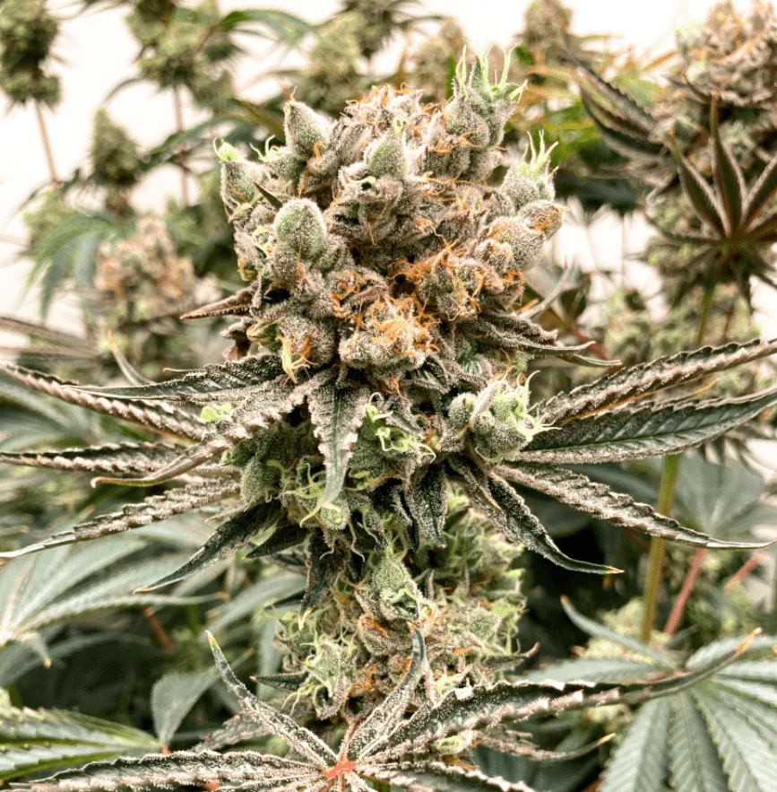 Wedding Cake x Skittles