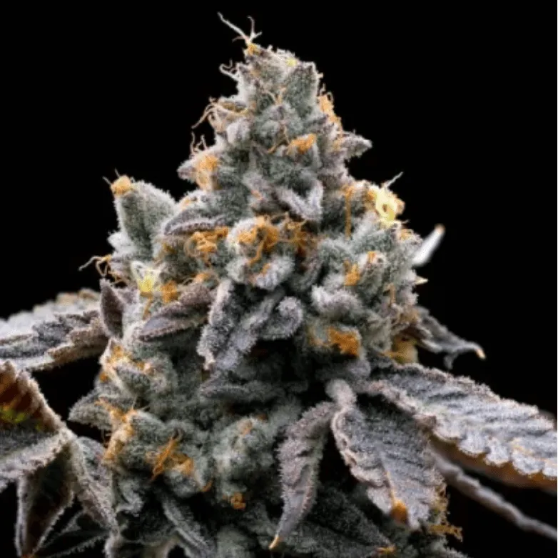 GMO Cookies