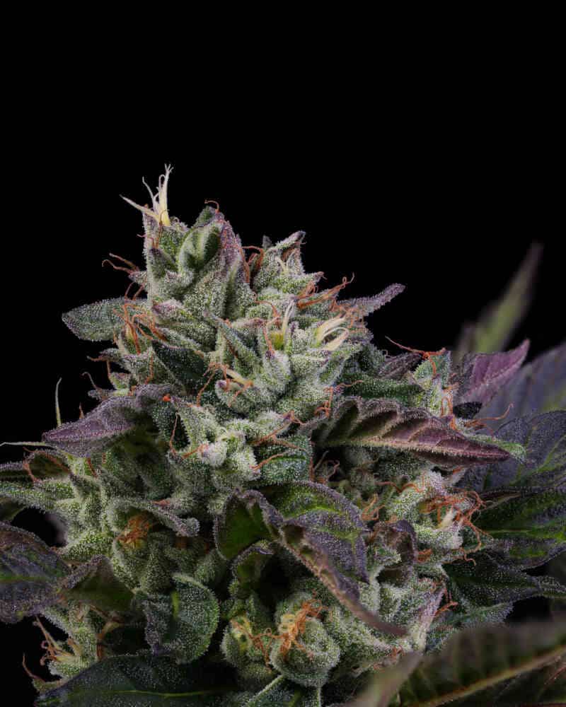 Skunk Kush Gelato