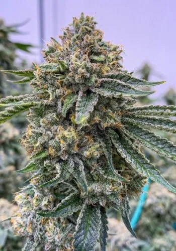 LA Kush
