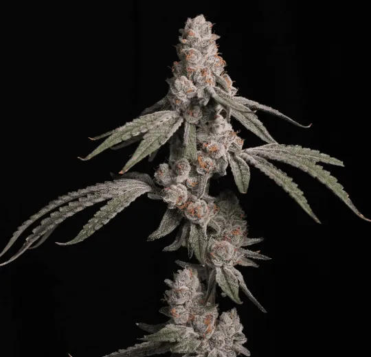 Platinum OG Strain