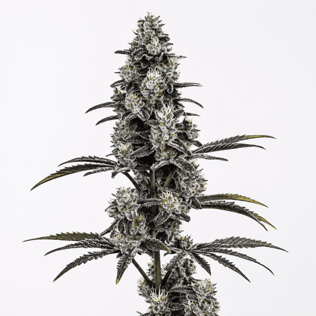 Vice City Strain